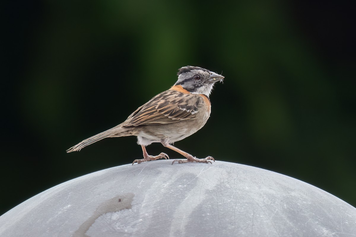 Rufous-collared Sparrow - ML619764956