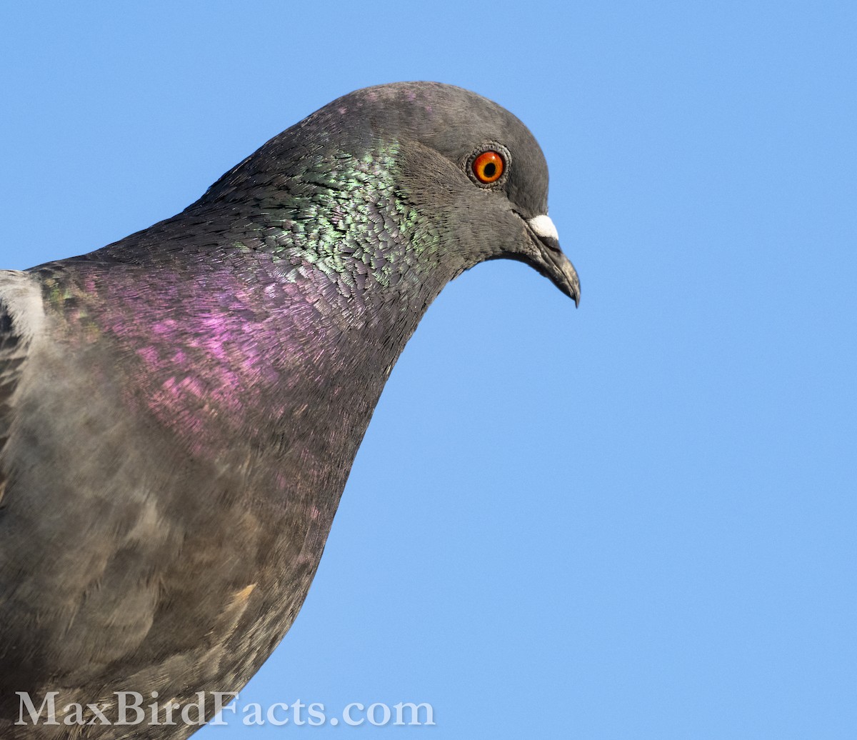 Rock Pigeon (Feral Pigeon) - ML619764976
