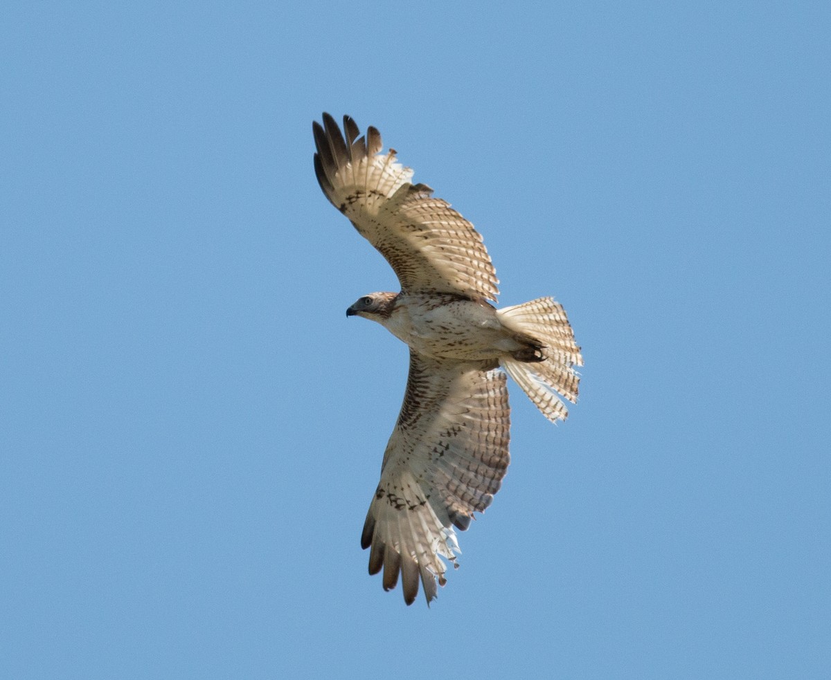 Red-tailed Hawk - ML619765012