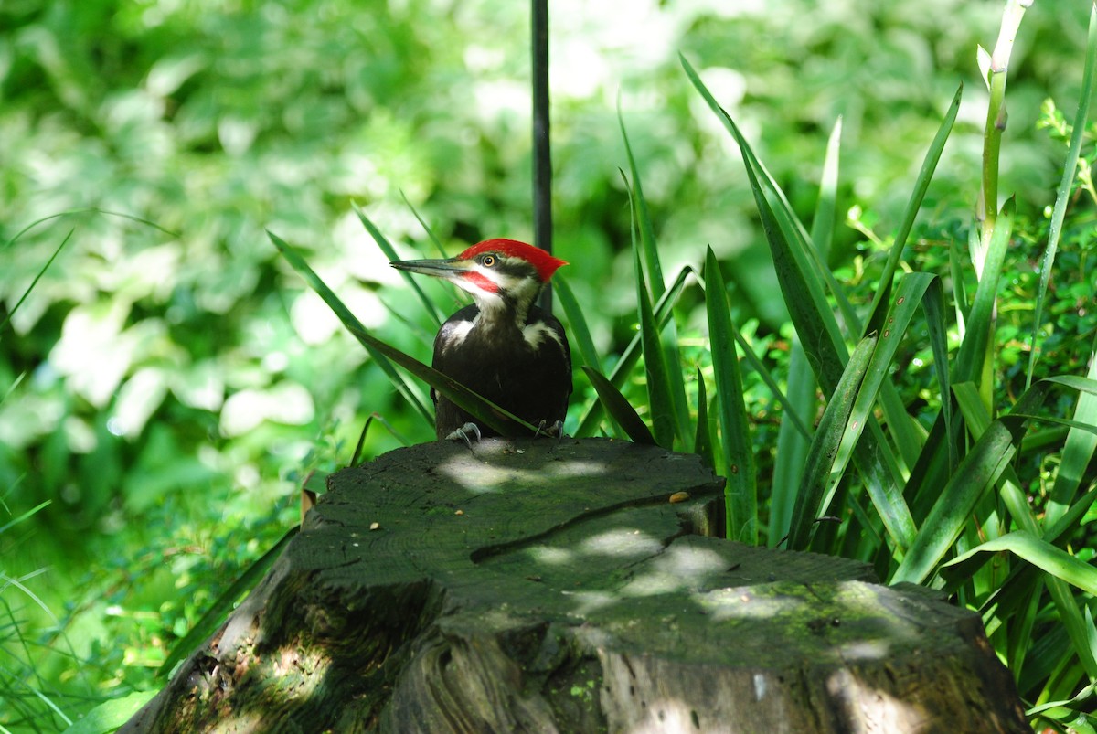 Pileated Woodpecker - ML619765040