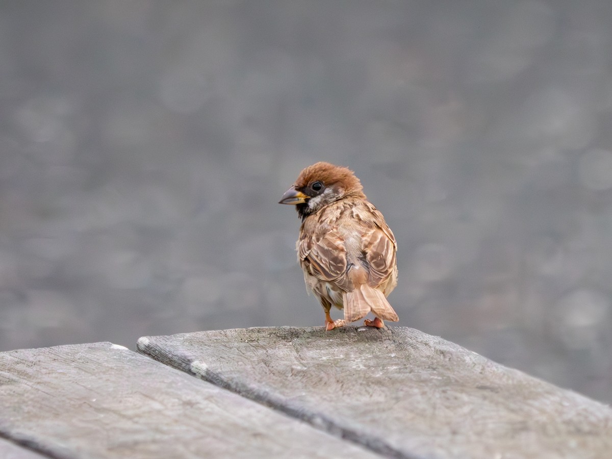 Eurasian Tree Sparrow - ML619765184