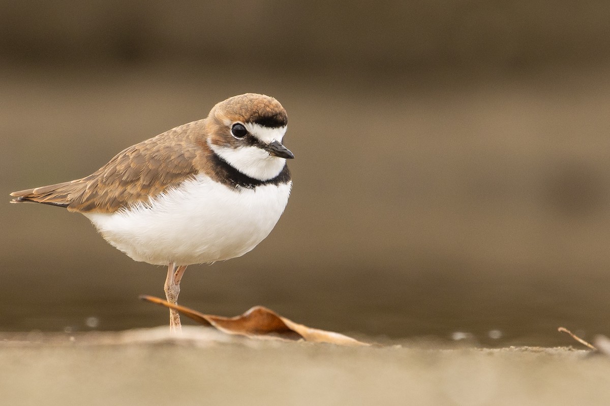 Collared Plover - ML619765190