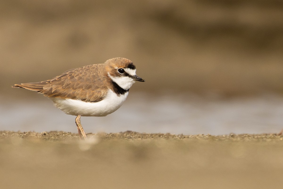 Collared Plover - ML619765203