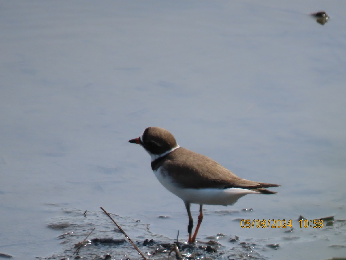 Semipalmated Plover - ML619765219