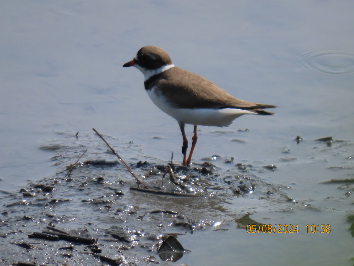 Semipalmated Plover - ML619765220