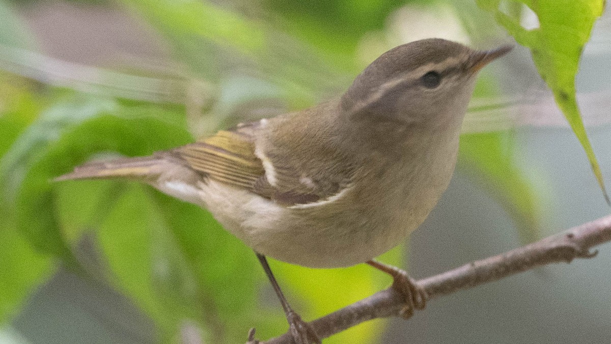 Hume's Warbler - ML619765227