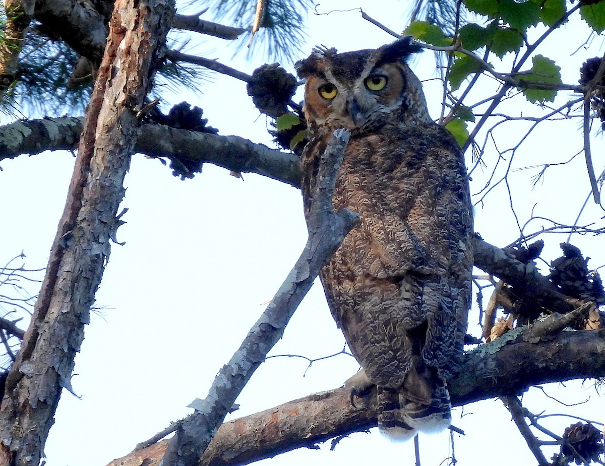 Great Horned Owl - ML619765306