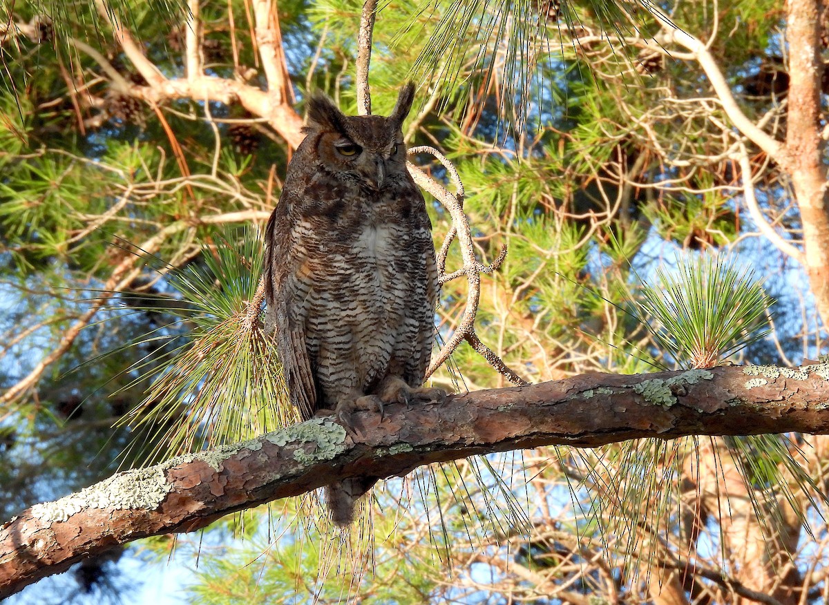 Great Horned Owl - ML619765309