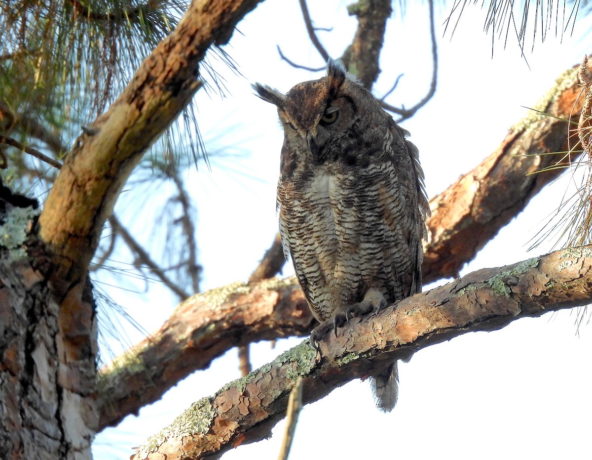 Great Horned Owl - ML619765311