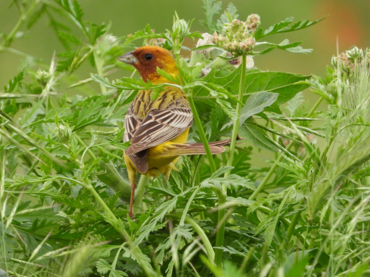 Red-headed Bunting - ML619765312