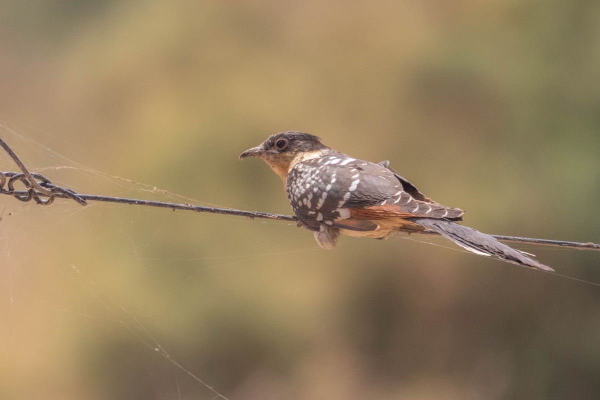 Great Spotted Cuckoo - ML619765339