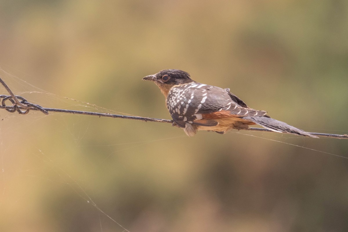 Great Spotted Cuckoo - ML619765340