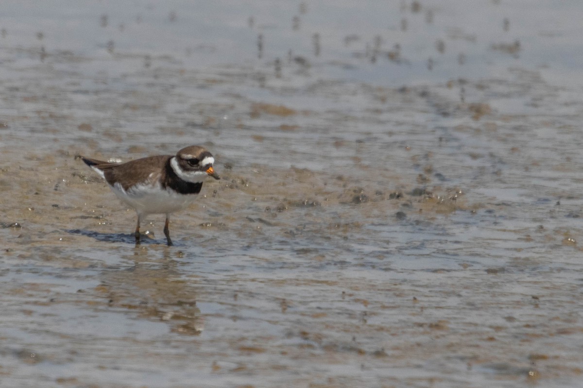 Common Ringed Plover - ML619765342