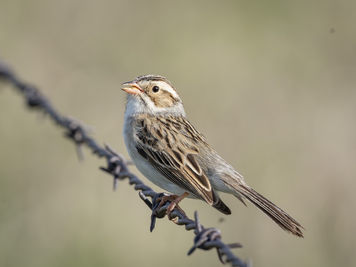 Clay-colored Sparrow - ML619765351