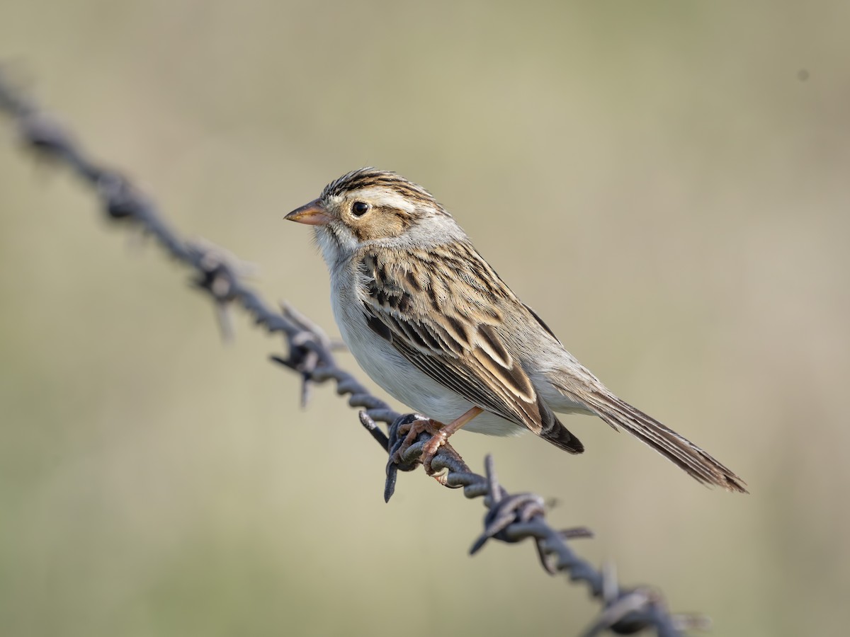 Clay-colored Sparrow - ML619765352