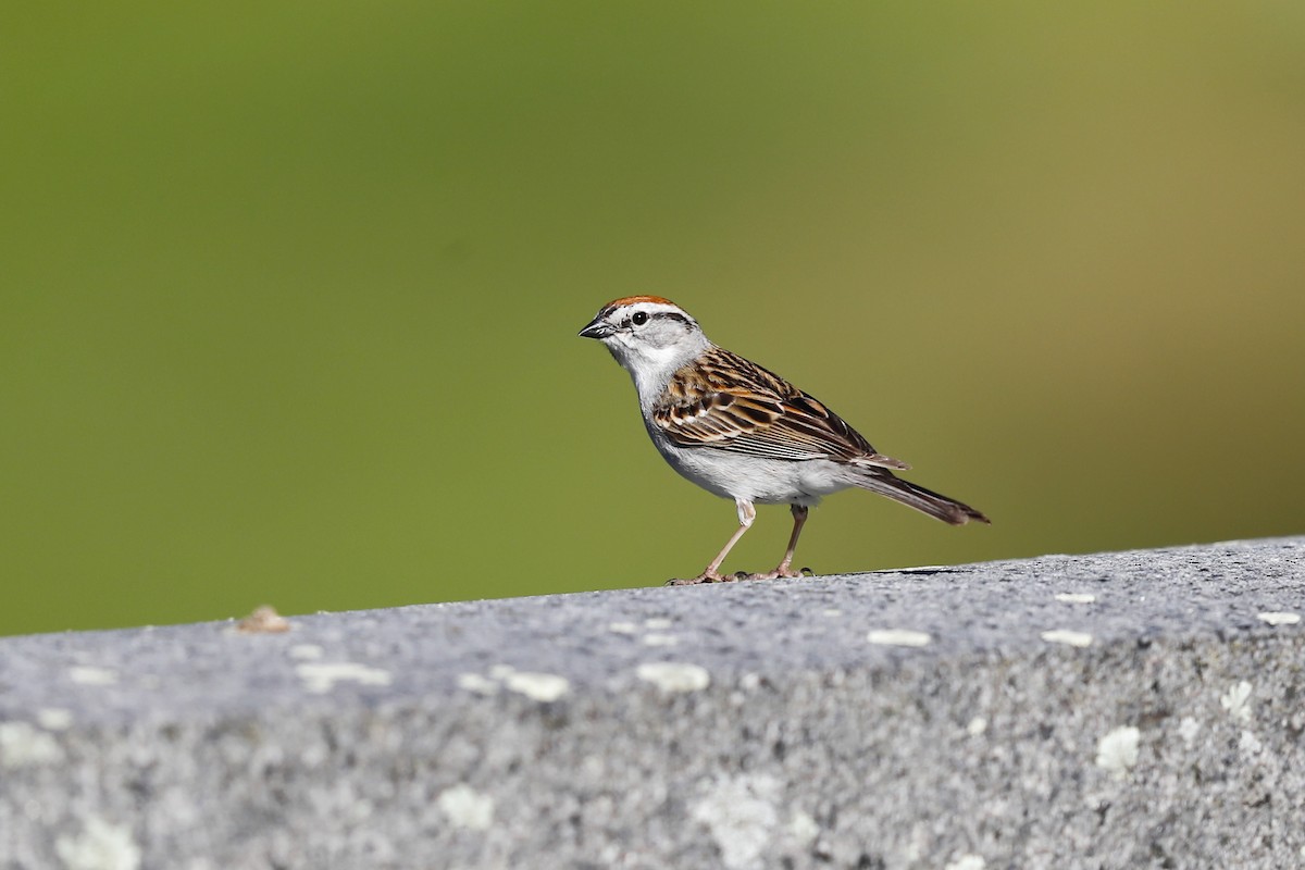 Chipping Sparrow - ML619765361