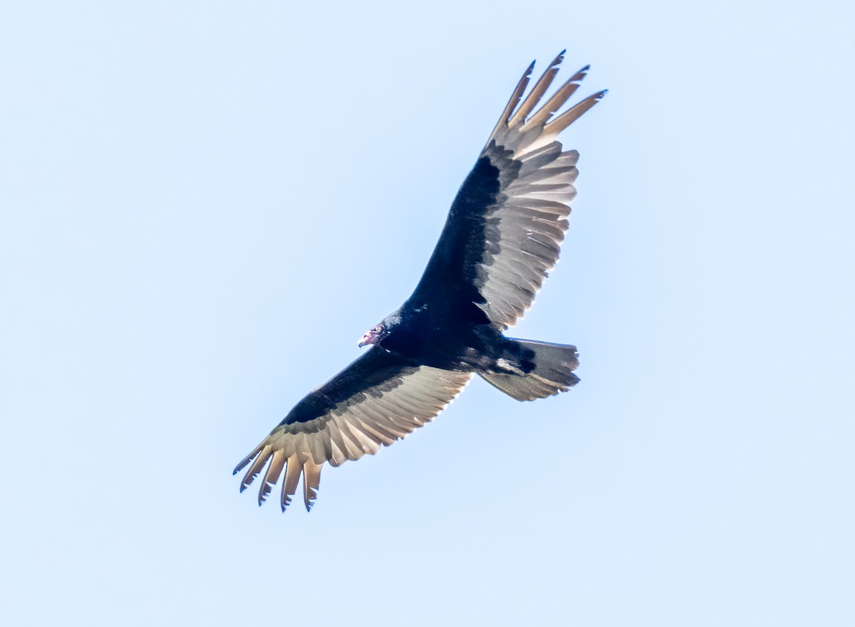 Turkey Vulture - ML619765410