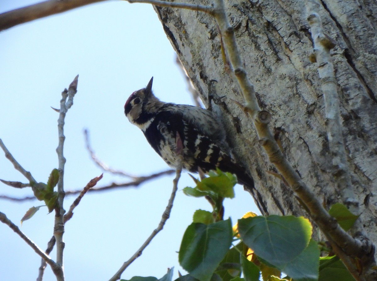 Lesser Spotted Woodpecker - ML619765425