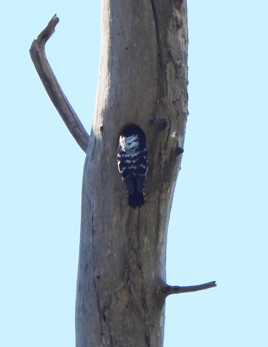 Lesser Spotted Woodpecker - ML619765426
