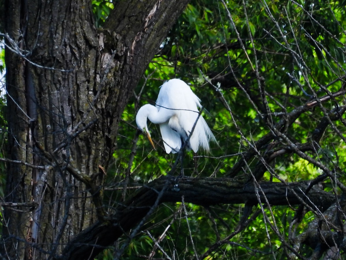 eBird Checklist - 29 May 2024 - Reed Keppler Park - 12 species