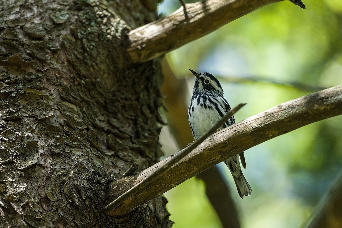 Black-and-white Warbler - ML619765581
