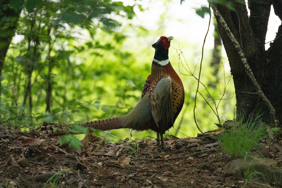 Ring-necked Pheasant - ML619765591