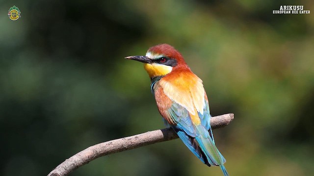 European Bee-eater - ML619765620