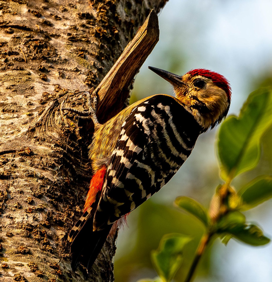 Fulvous-breasted Woodpecker - ML619765697
