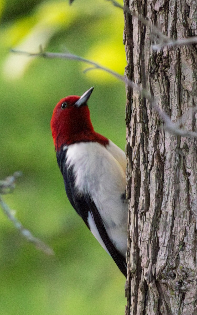 Red-headed Woodpecker - ML619765707