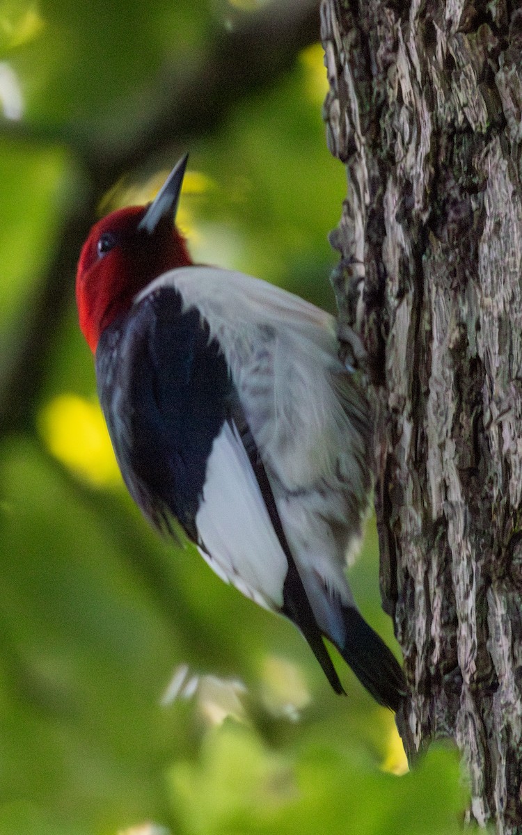 Red-headed Woodpecker - ML619765708