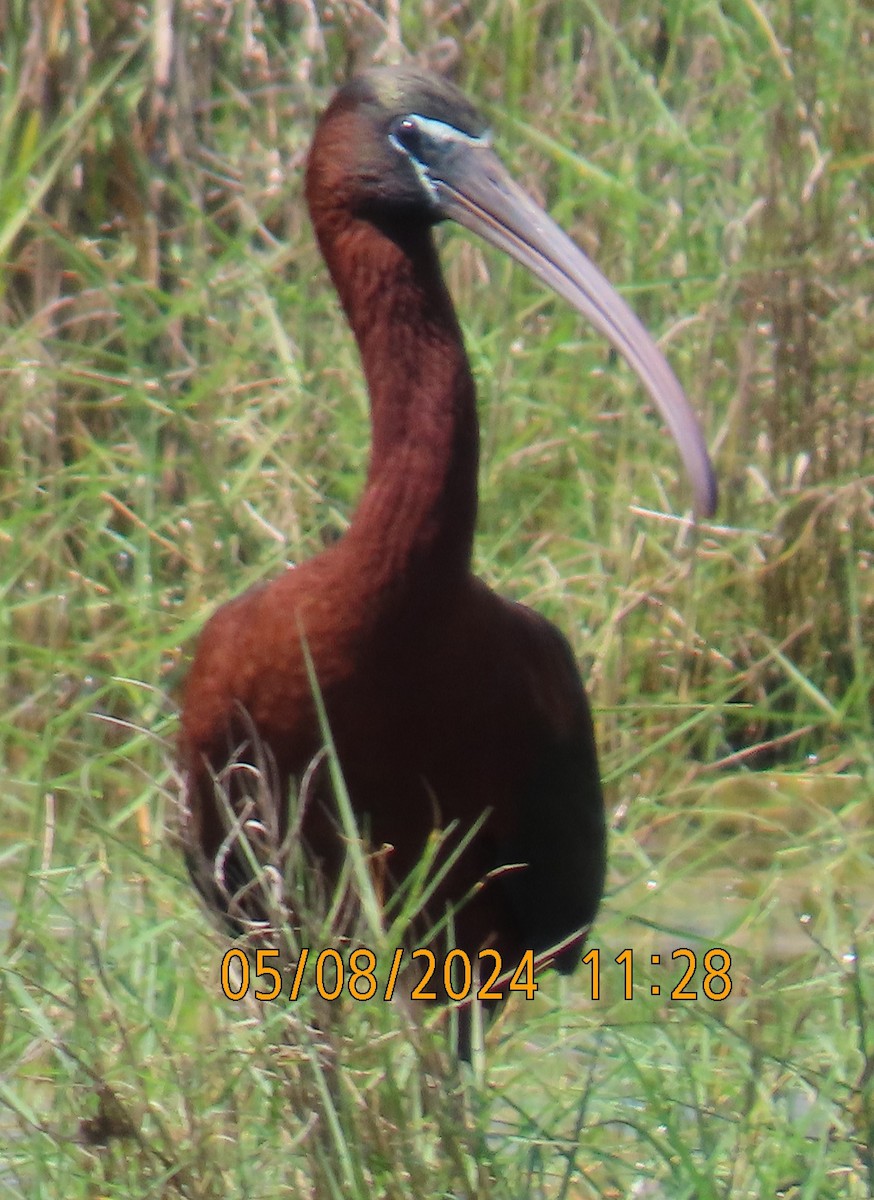 ibis hnědý - ML619765717