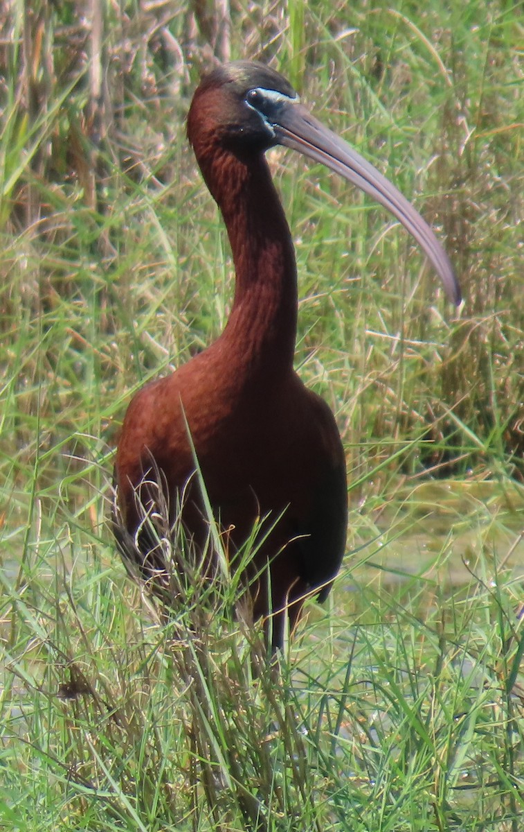 ibis hnědý - ML619765719