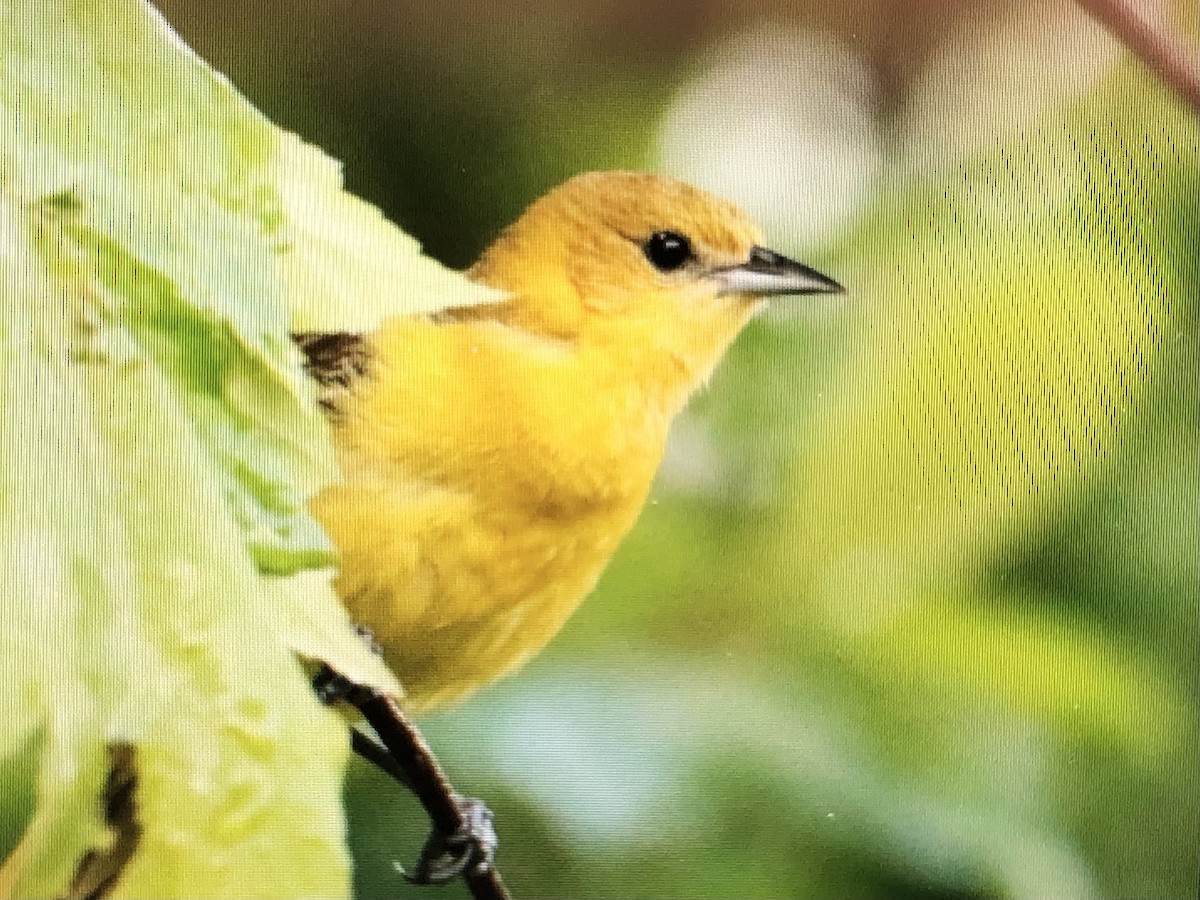 Orchard Oriole - ML619765737