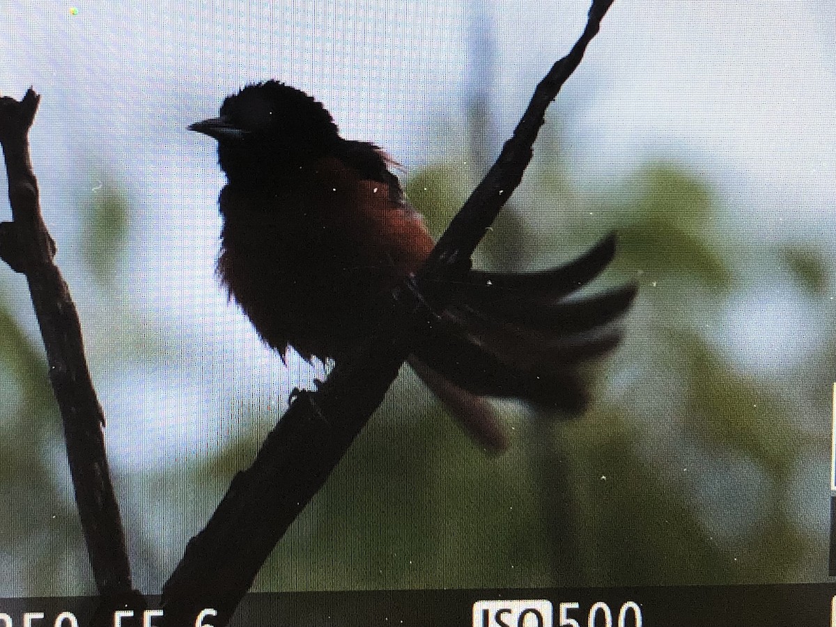 Orchard Oriole - ML619765741