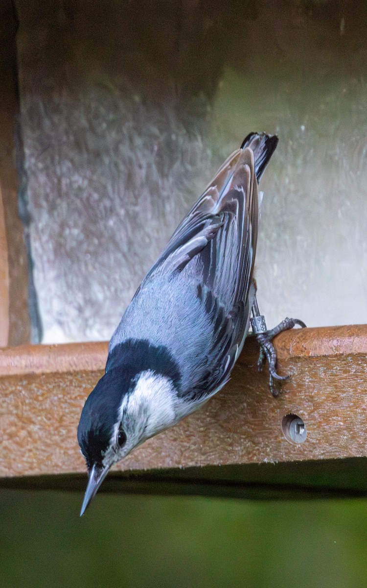 White-breasted Nuthatch - ML619765750