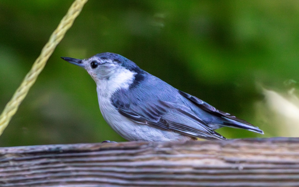 White-breasted Nuthatch - ML619765752