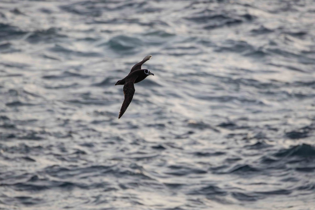 Spectacled Petrel - ML619765754