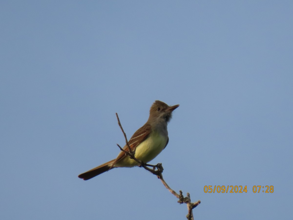 Great Crested Flycatcher - ML619765779
