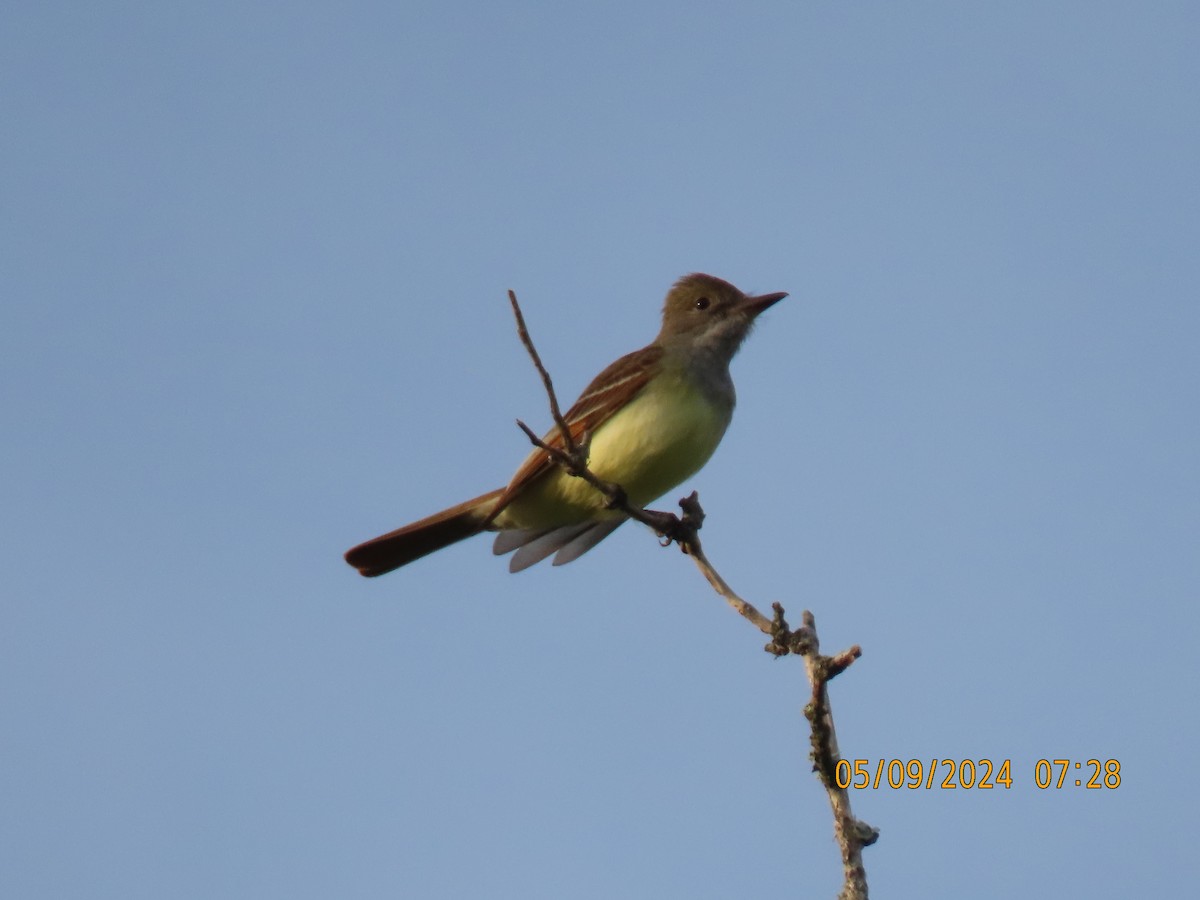 Great Crested Flycatcher - ML619765792