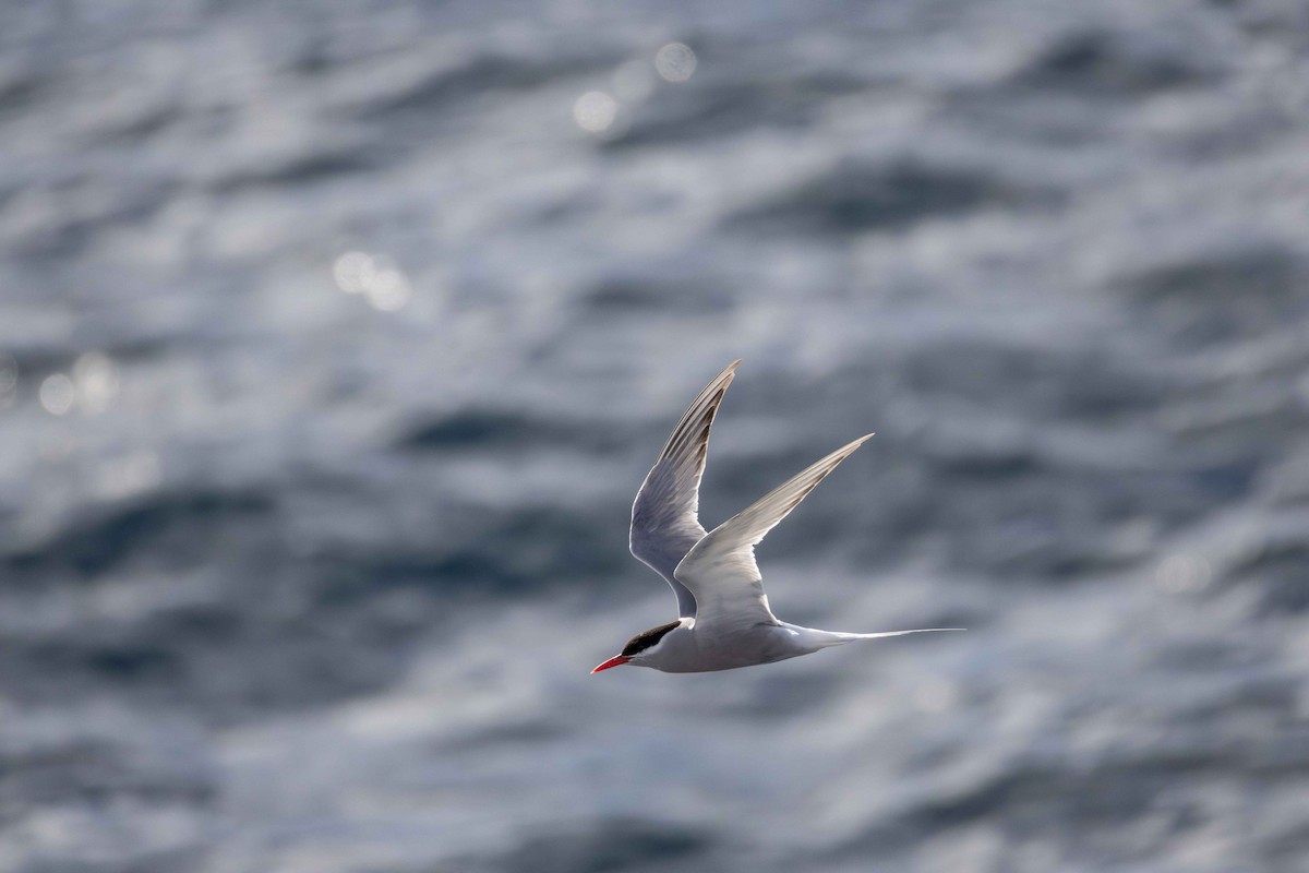 Antarctic Tern - ML619765829