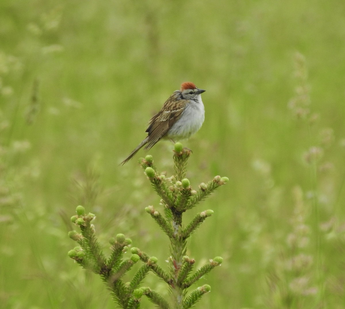 Chipping Sparrow - ML619765894