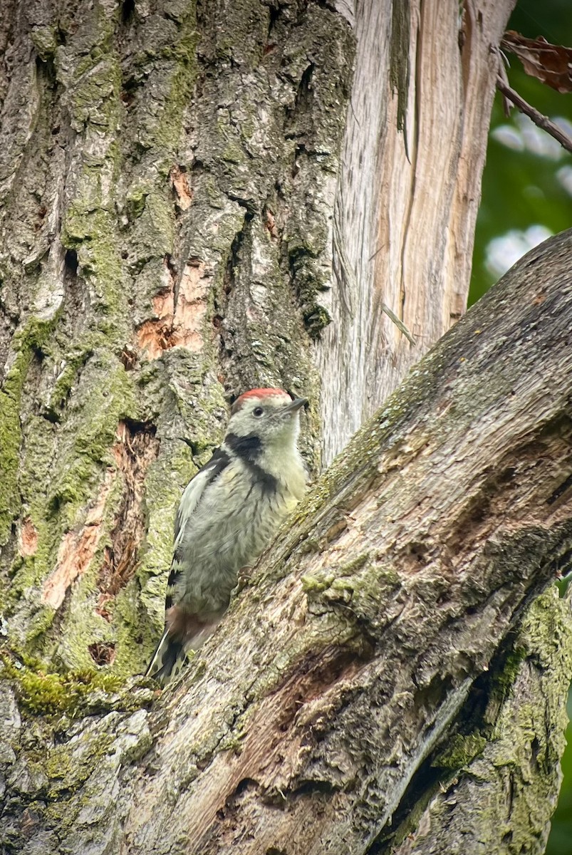 Middle Spotted Woodpecker - ML619766113