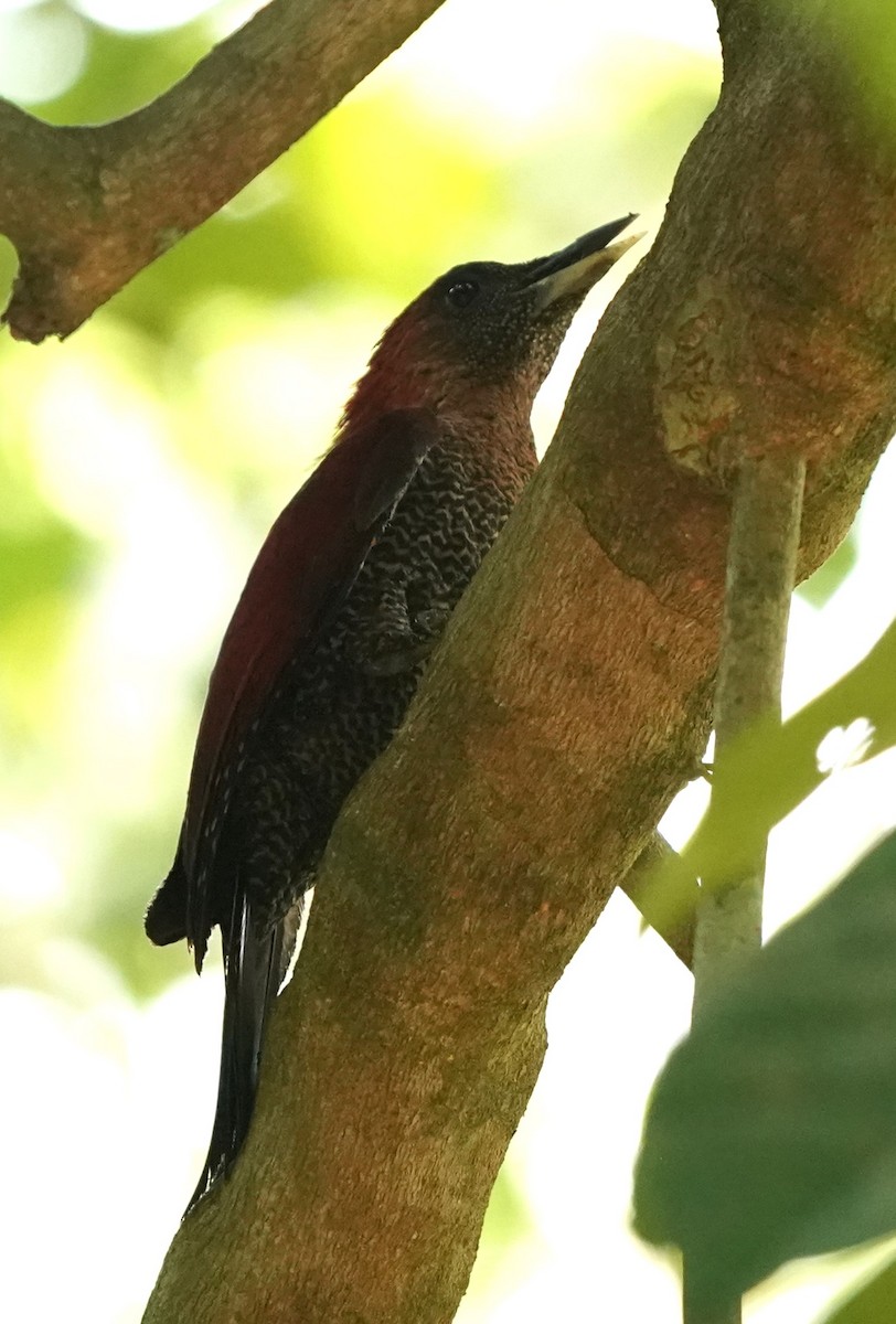 Banded Woodpecker - ML619766156