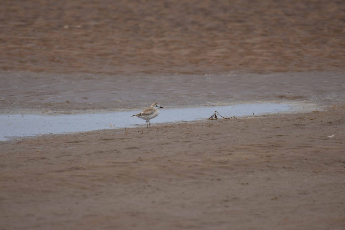 White-fronted Plover - ML619766170