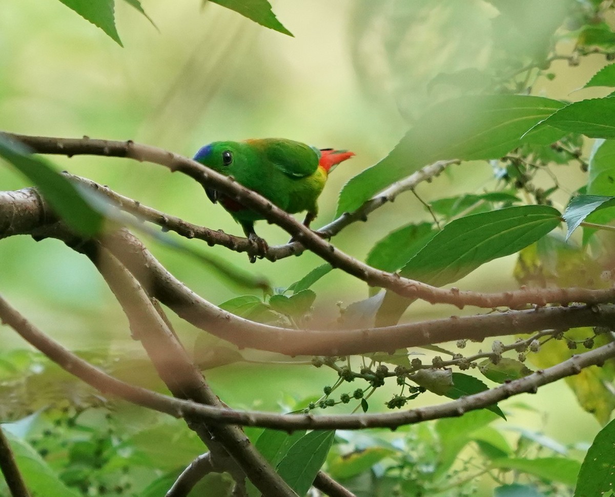 Blue-crowned Hanging-Parrot - ML619766171