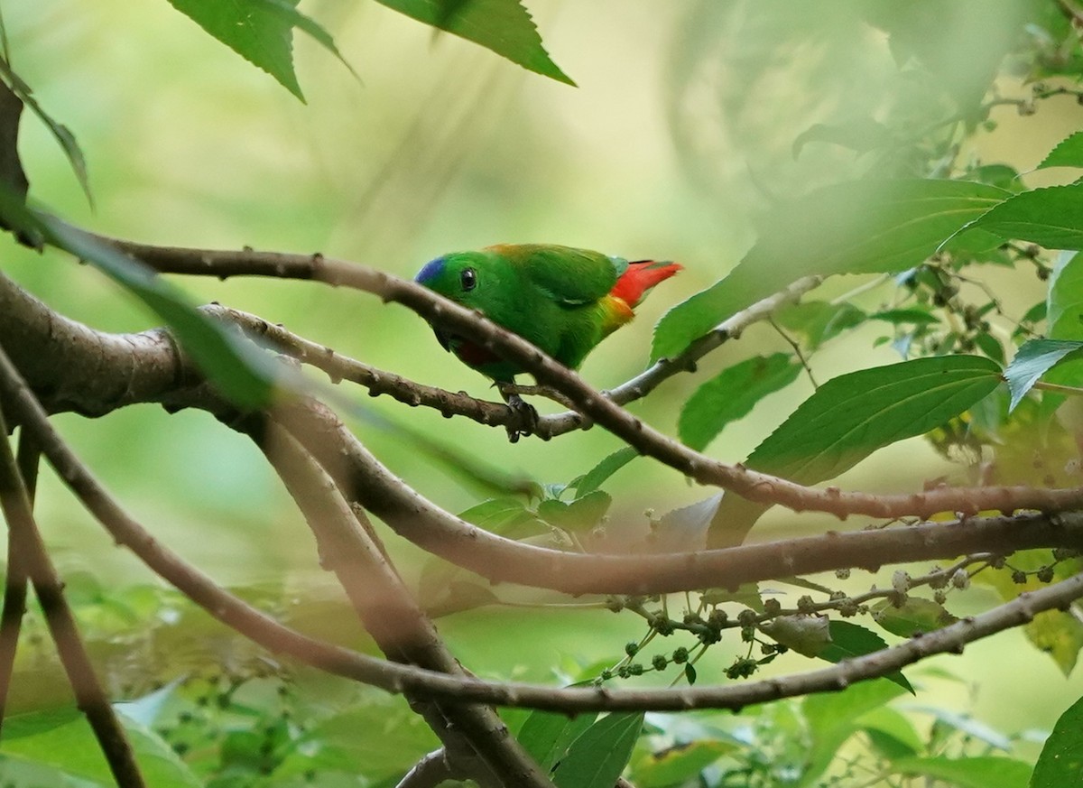 Blue-crowned Hanging-Parrot - ML619766172