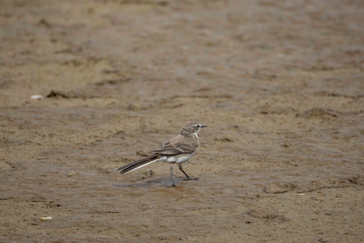 Cape Wagtail - ML619766188