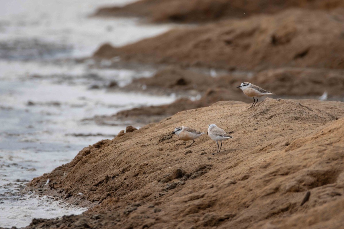 White-fronted Plover - ML619766227