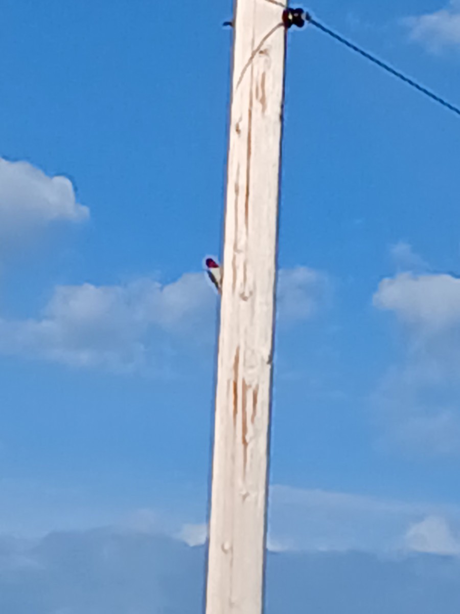 Red-headed Woodpecker - ML619766230