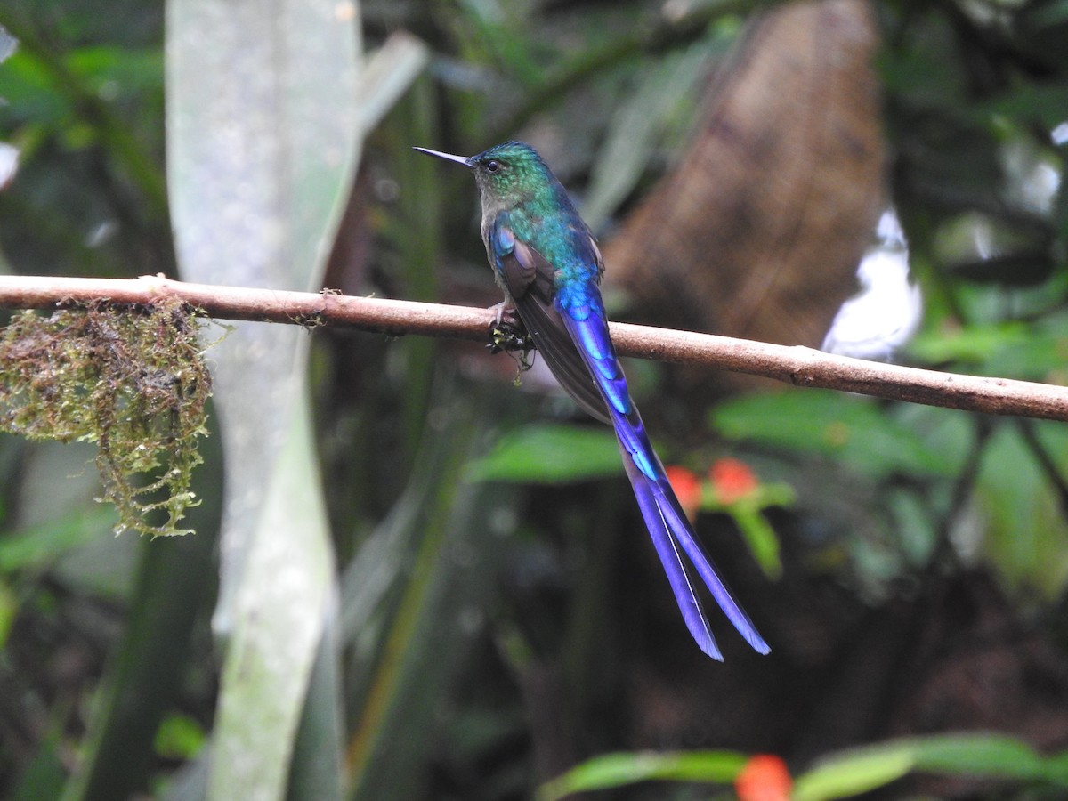 Violet-tailed Sylph - ML619766236